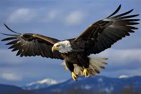 开云下载-老鹰分外顽强，普洛特涅神来之笔宣告大穆破晋级